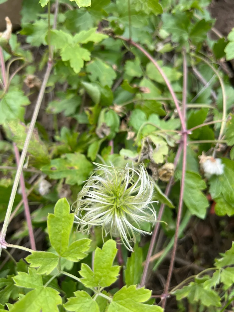 Clematis Lasiantha