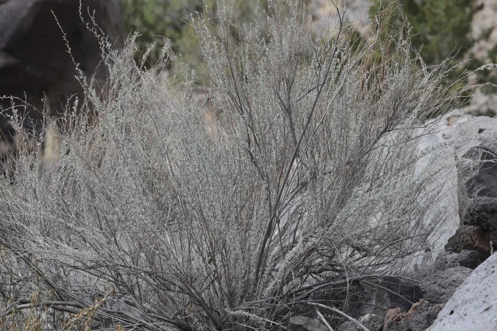 Artemisia Filifolia