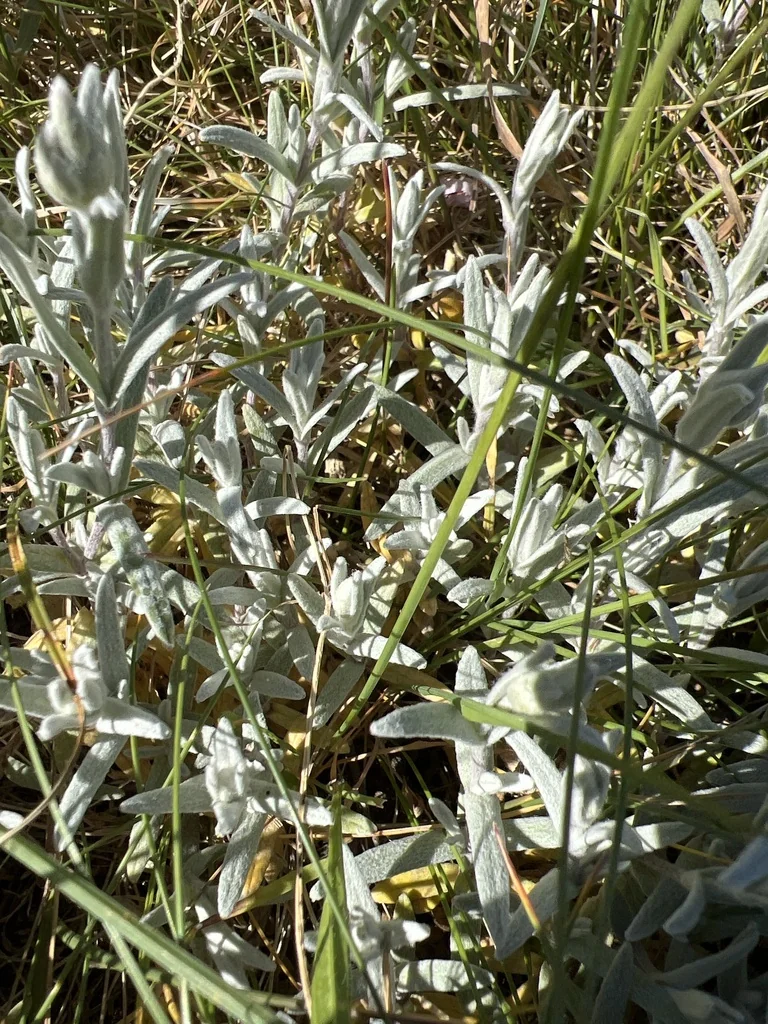 Cerastium tomentosum