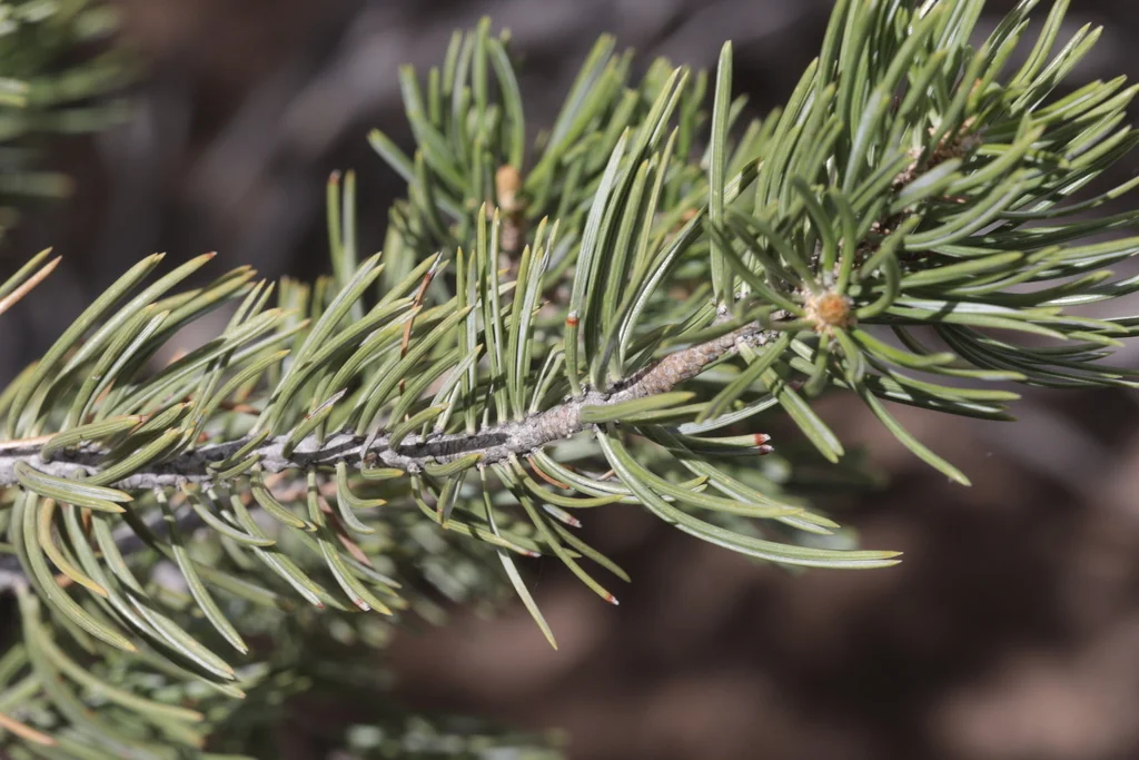 Pinus Edulis