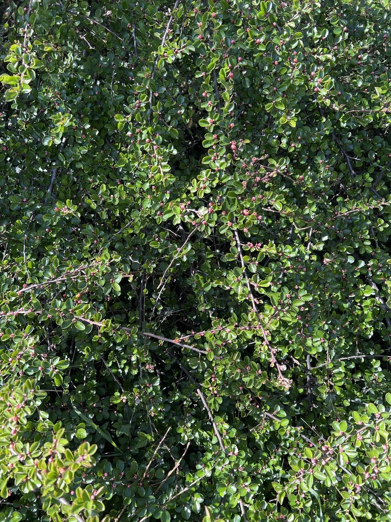 Cotoneaster Horizontalis