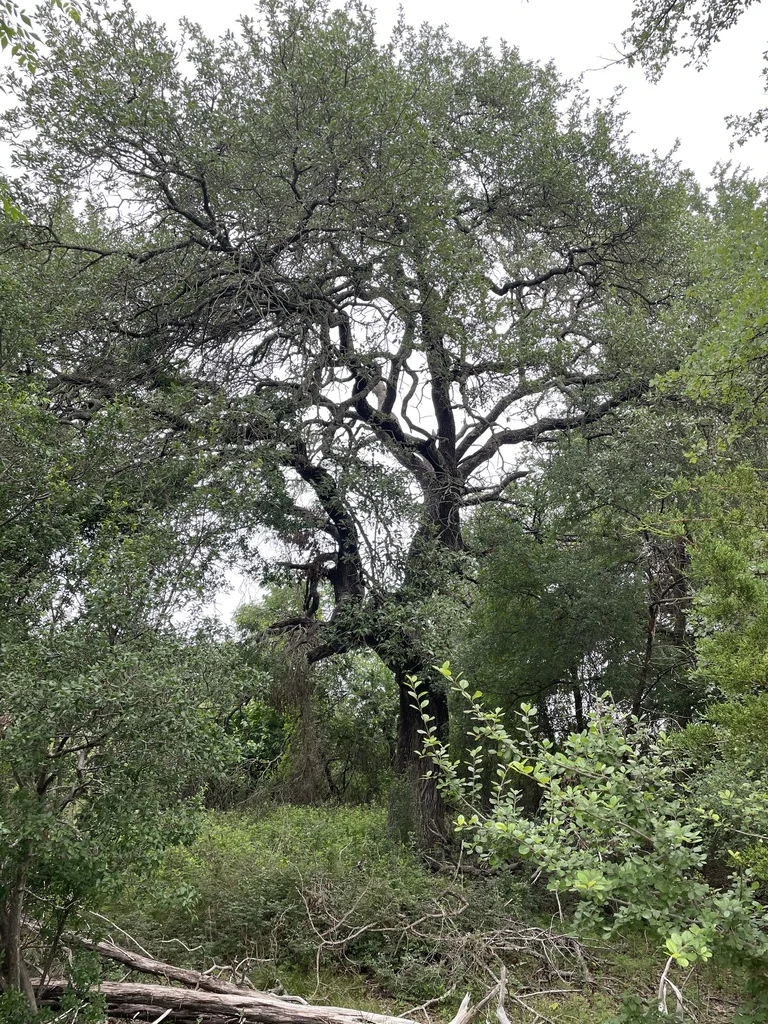 Quercus Fusiformis