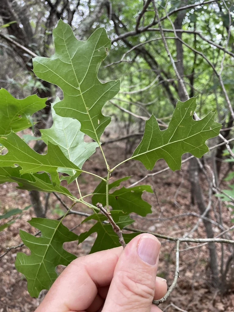 Quercus Buckleyi