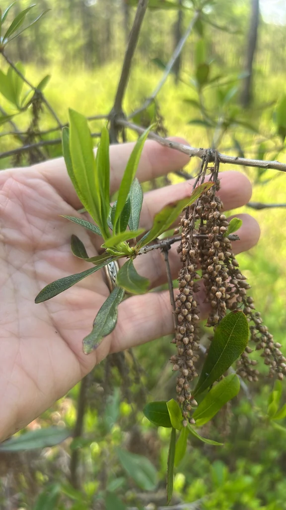 Cyrilla Racemiflora