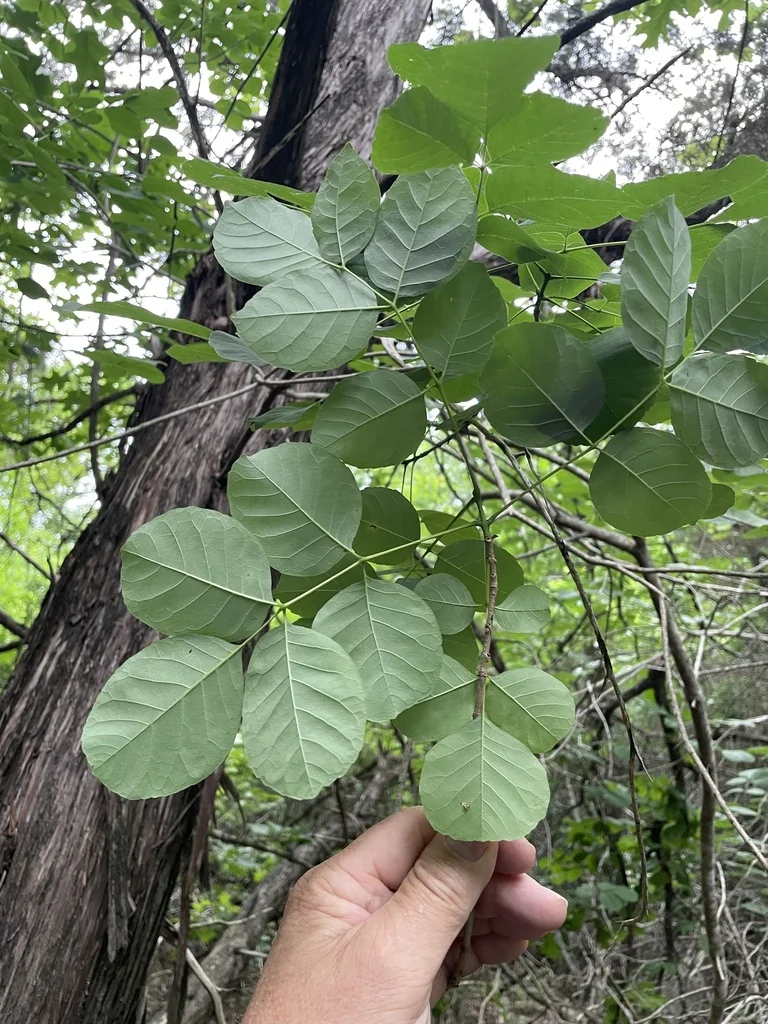 Fraxinus Texensis