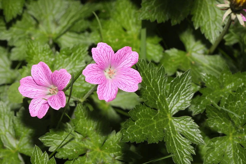 Geranium Endressii