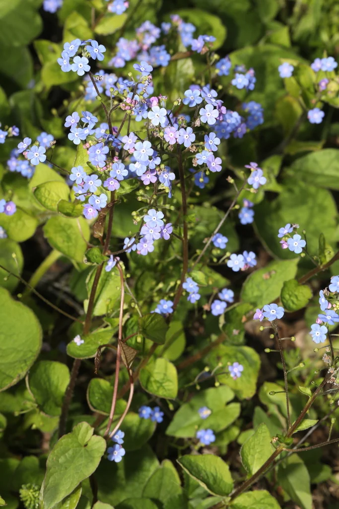 Brunnera macrophylla