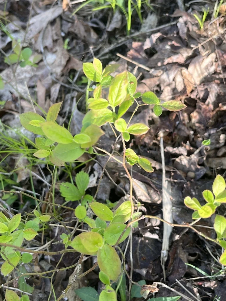 Vaccinium Pallidum