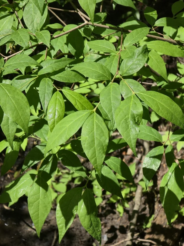 Calycanthus Floridus