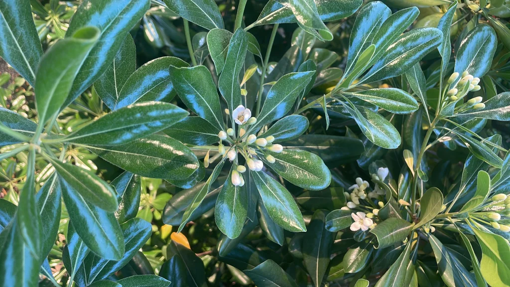 Pittosporum Tobira