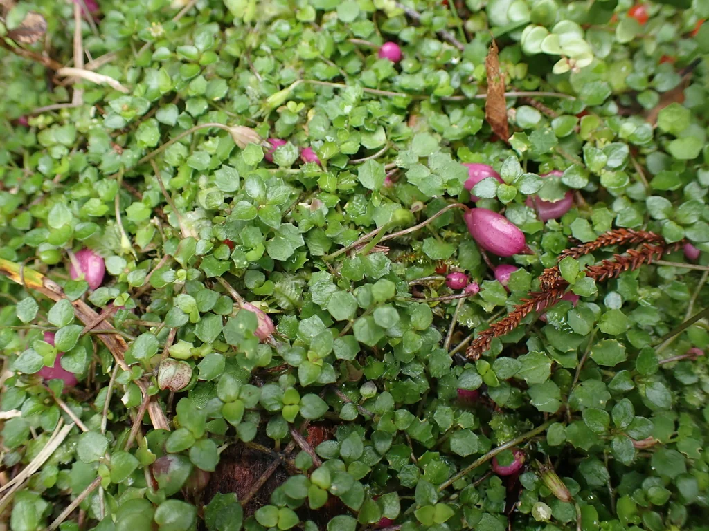Pratia Angulata