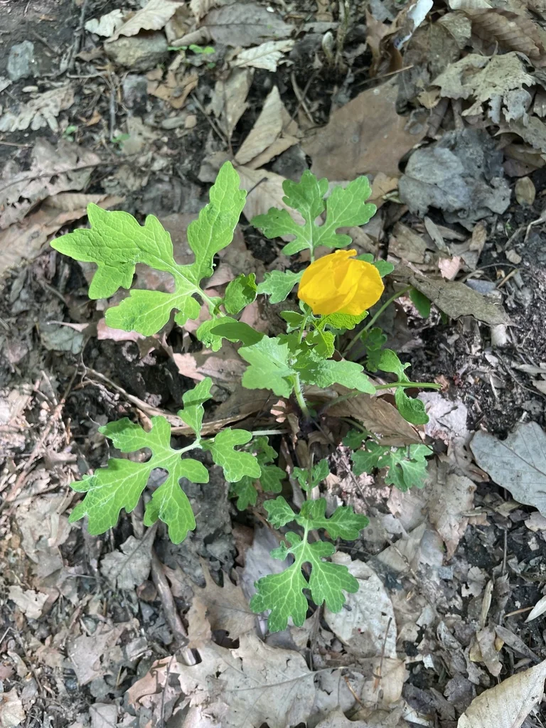 Stylophorum Diphyllum