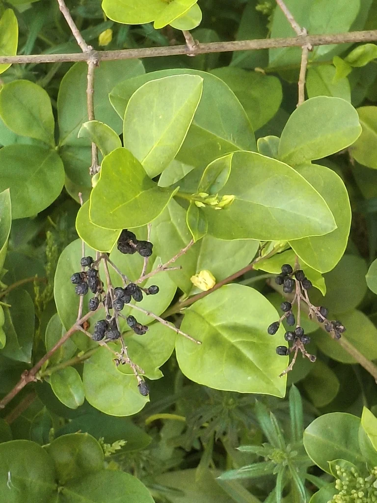 Ligustrum Ovalifolium