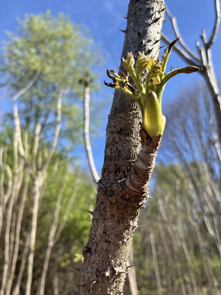 Aralia Elata