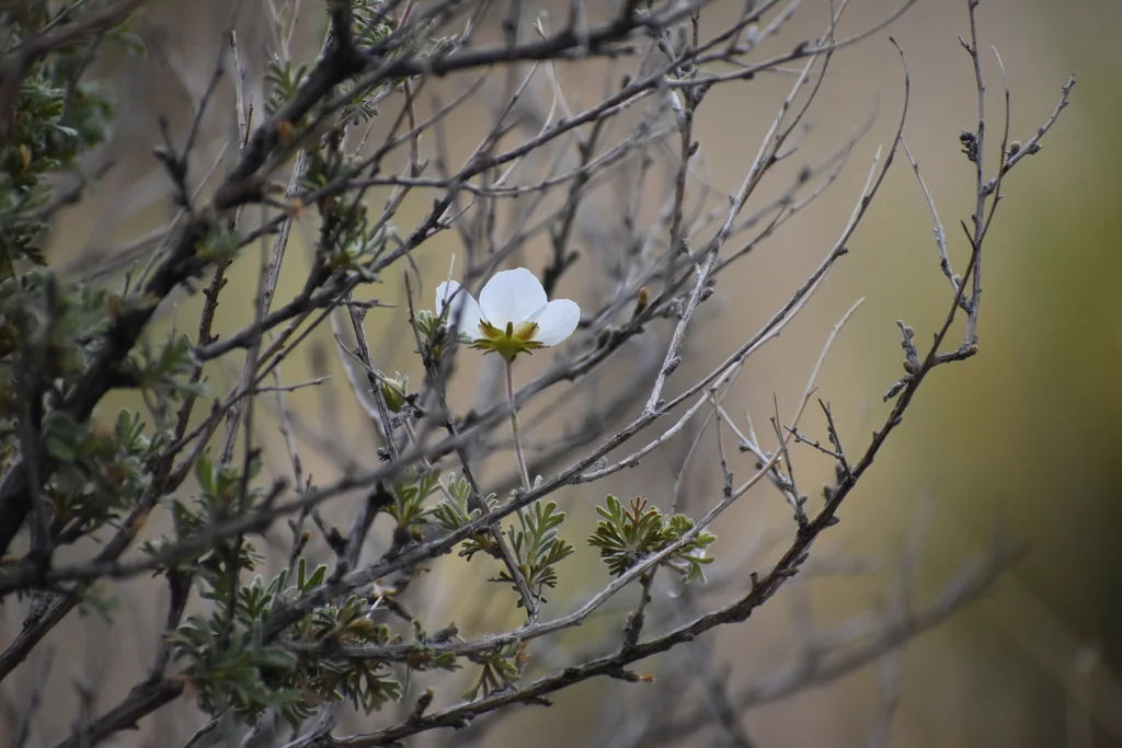 Fallugia Paradoxa