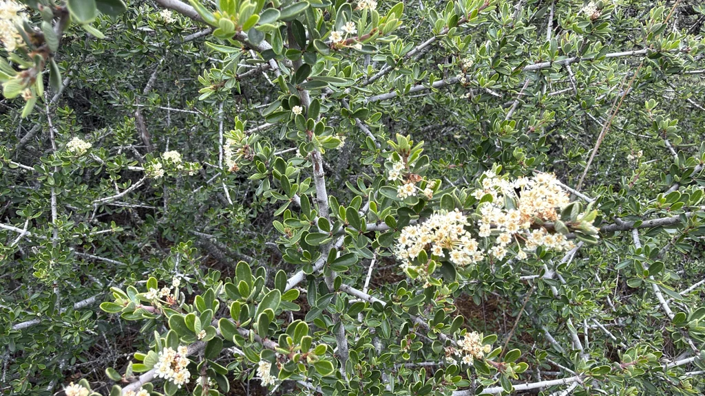 Ceanothus Cuneatus