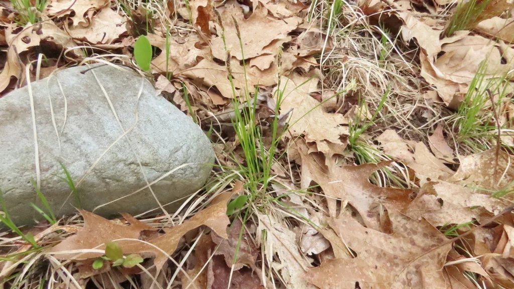 Carex Pensylvanica