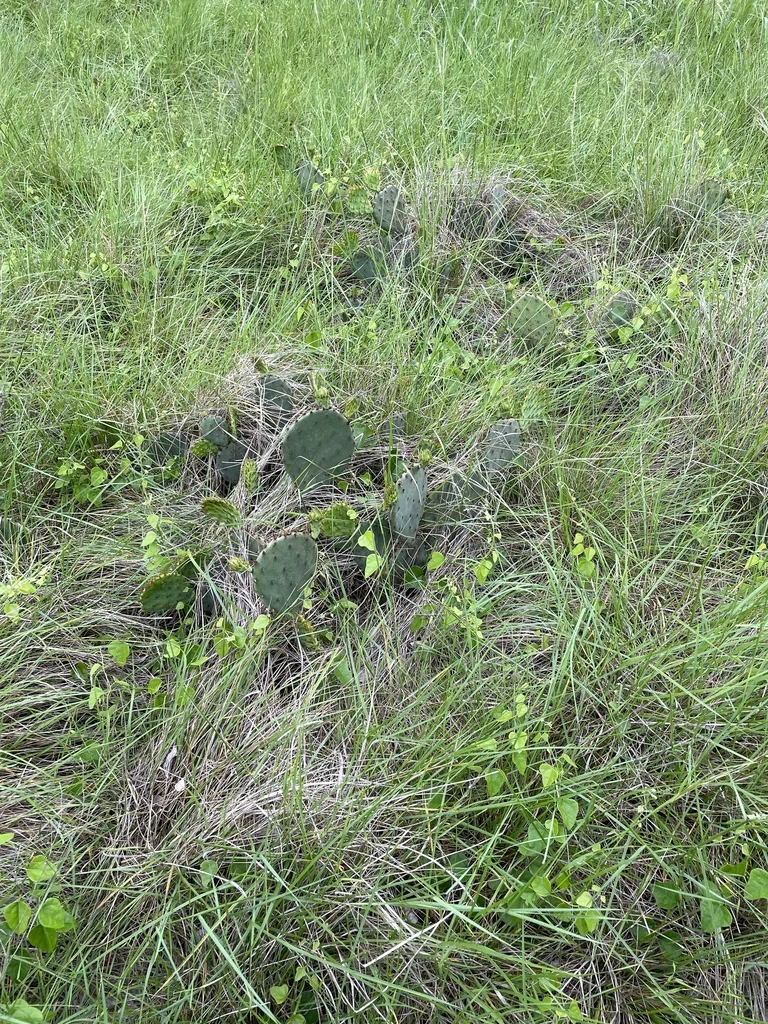 Opuntia Phaeacantha