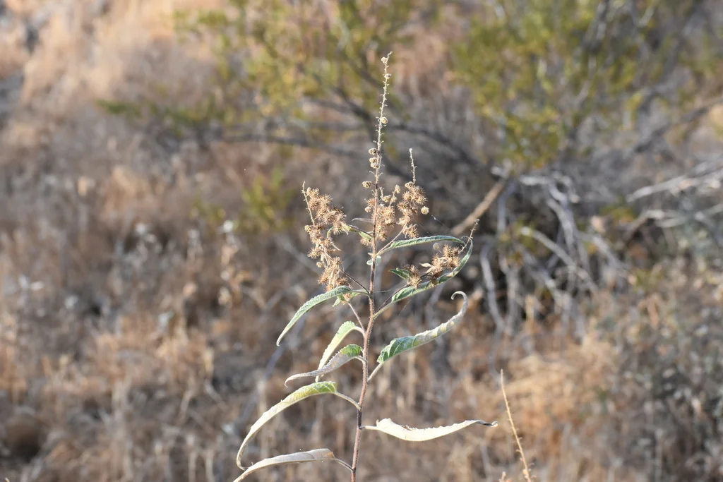 Ambrosia Ambrosioides
