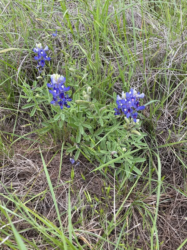 Lupinus Texensis