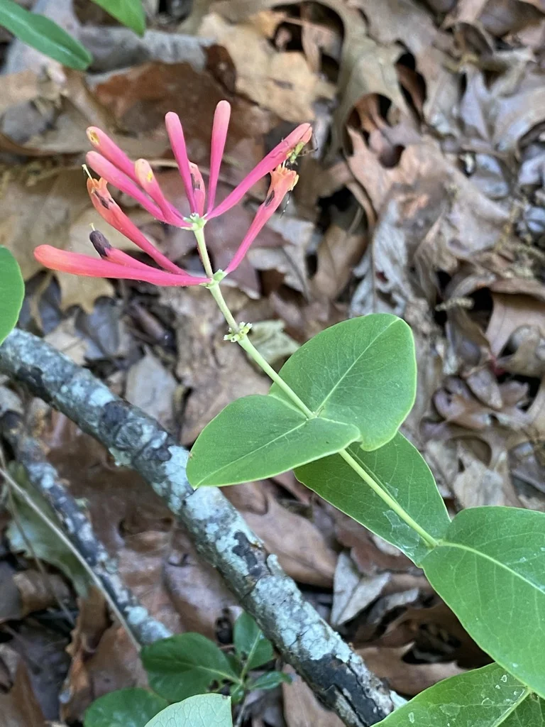 Lonicera Sempervirens