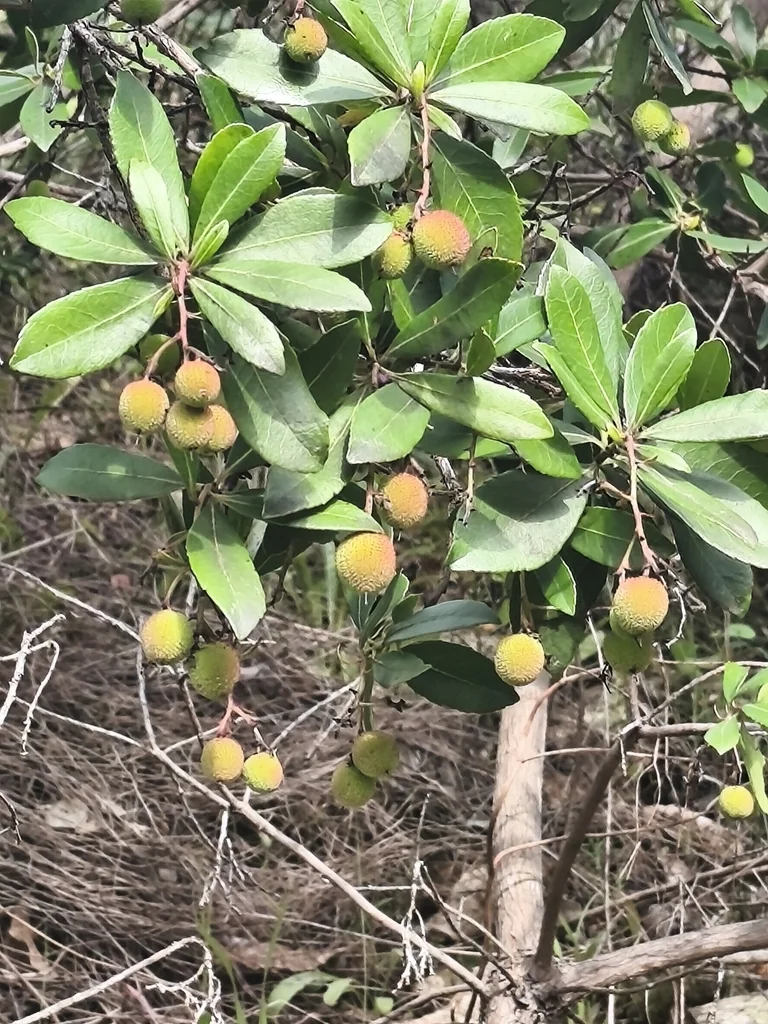 Arbutus Unedo