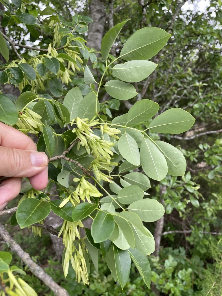 Fraxinus Texensis