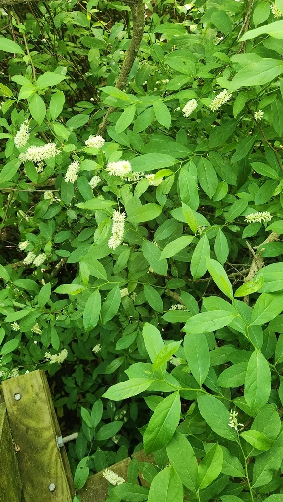 Itea virginica
