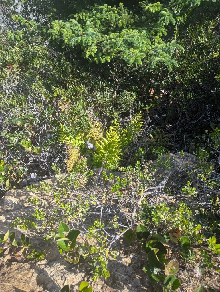Woodwardia Fimbriata