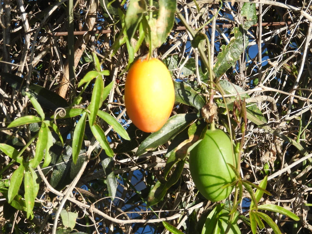 Passiflora Caerulea