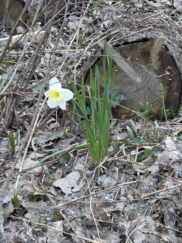 Narcissus Pseudonarcissus