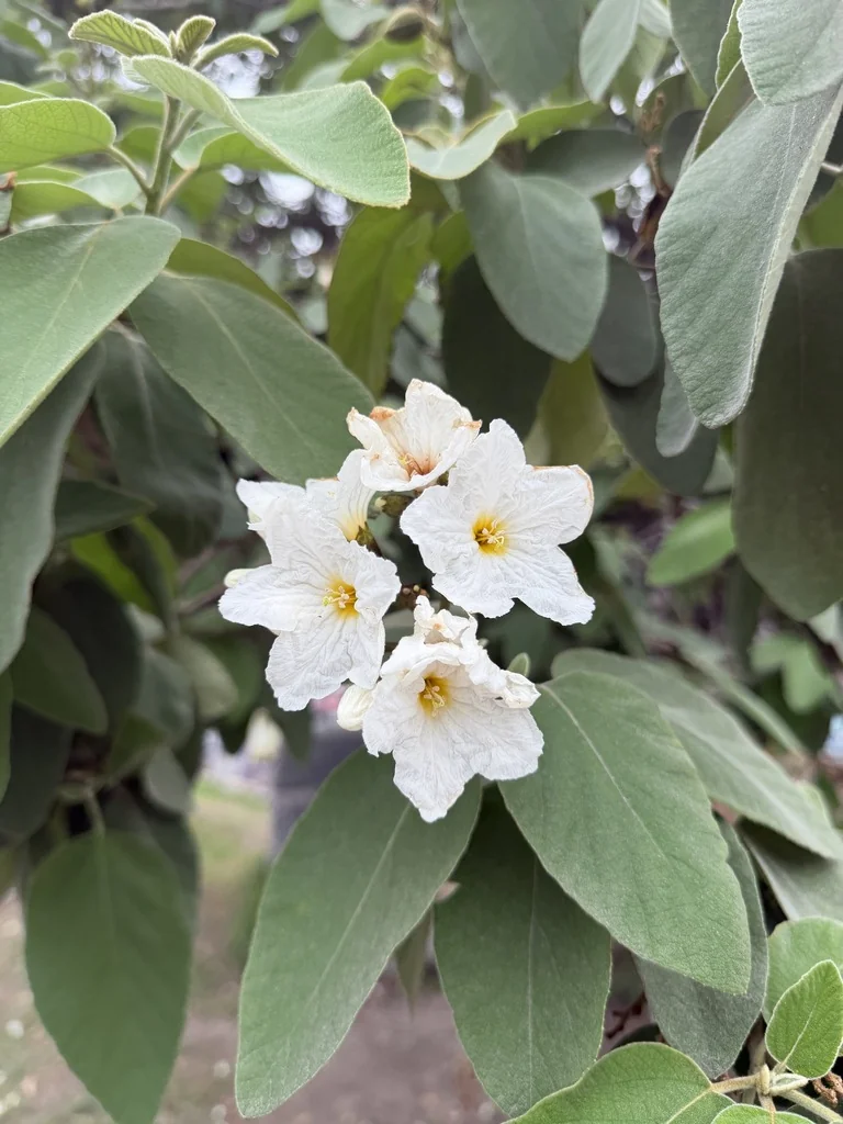 Cordia Boissieri