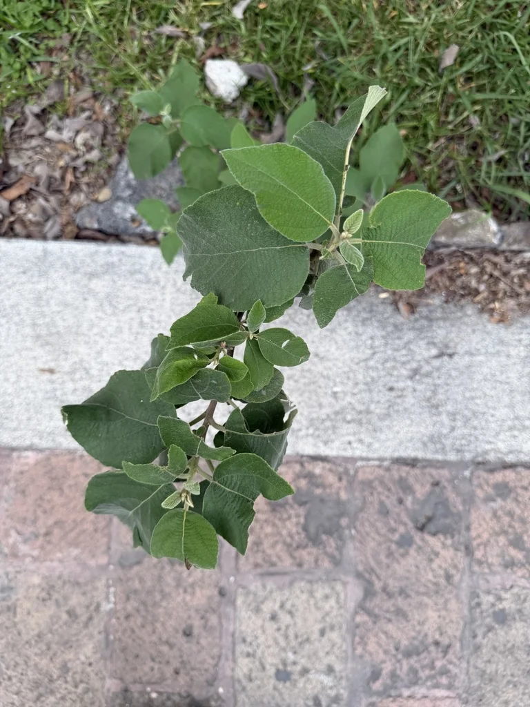 Cordia Boissieri