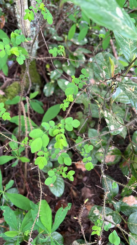 Rosa gymnocarpa