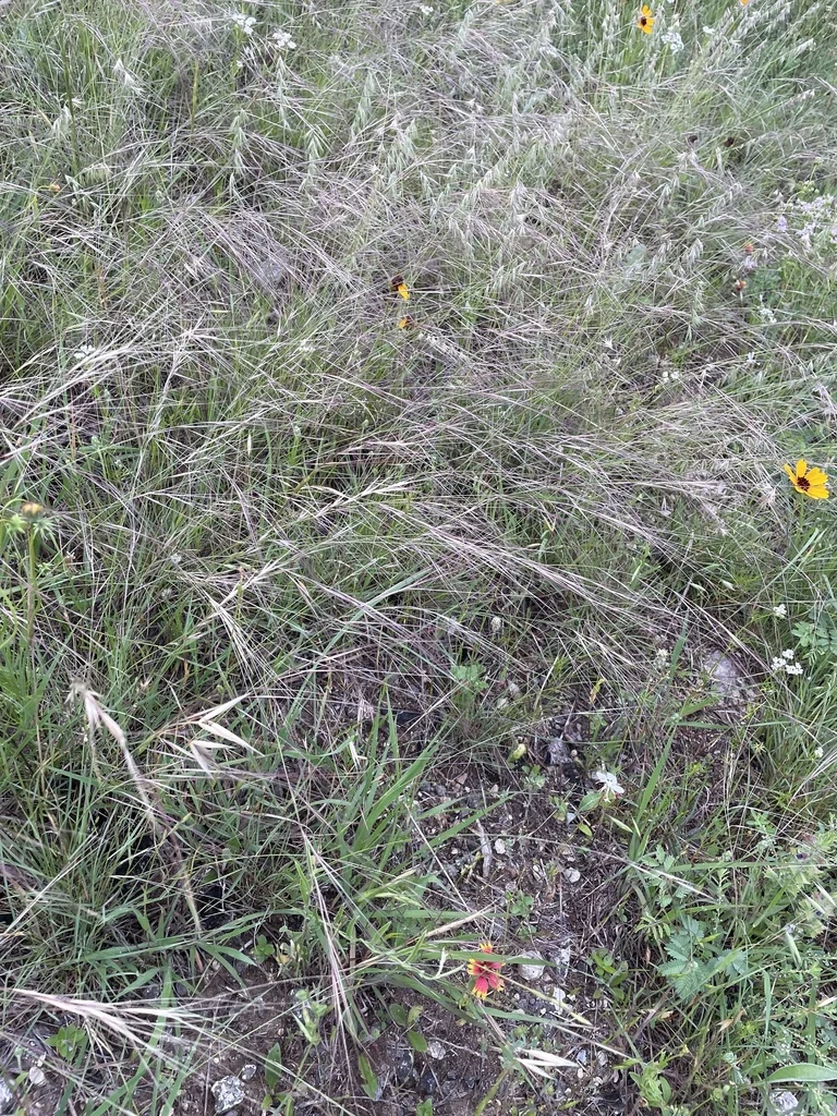 Aristida Purpurea