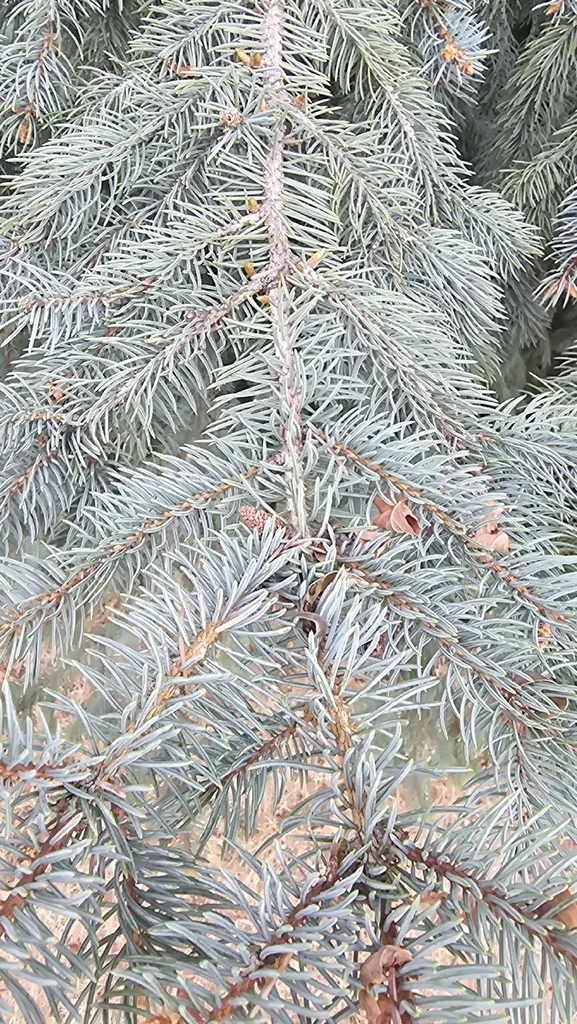 Picea Pungens