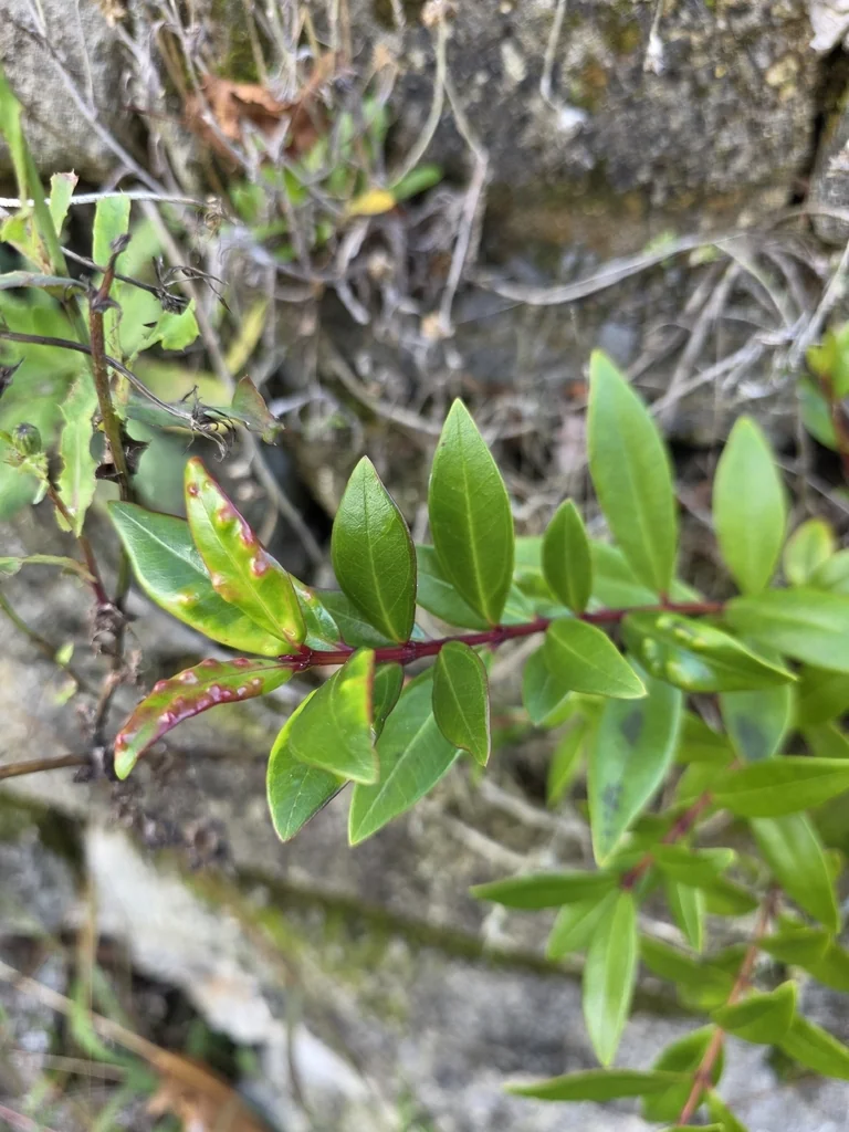 Metrosideros Excelsa