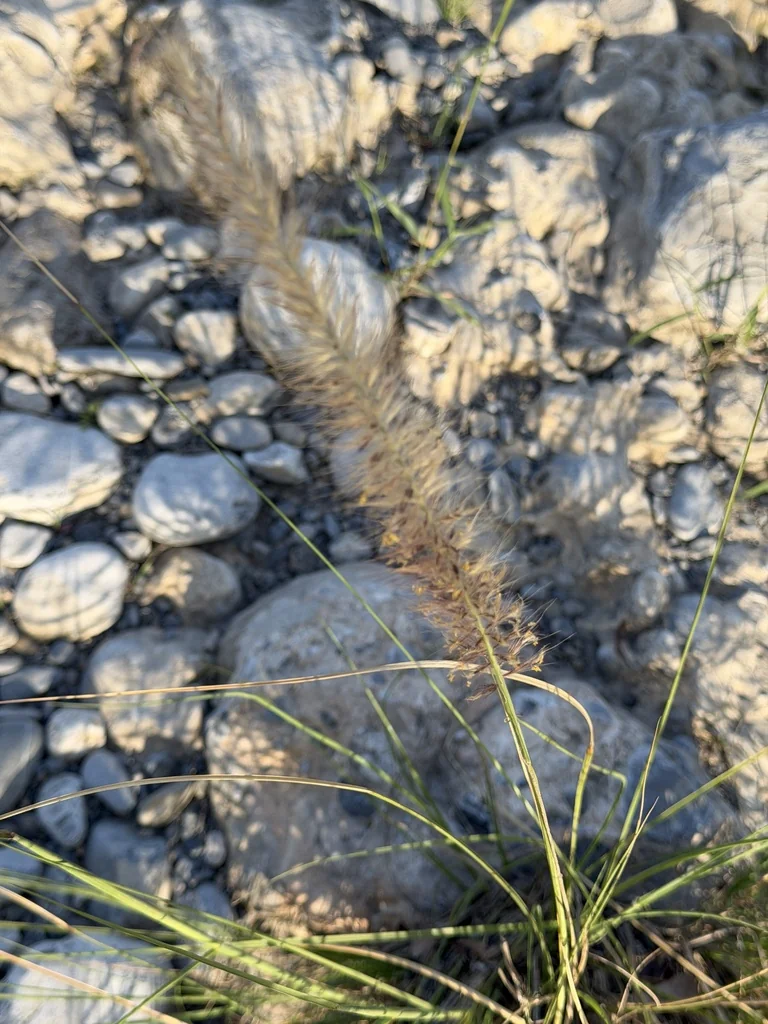 Pennisetum Setaceum