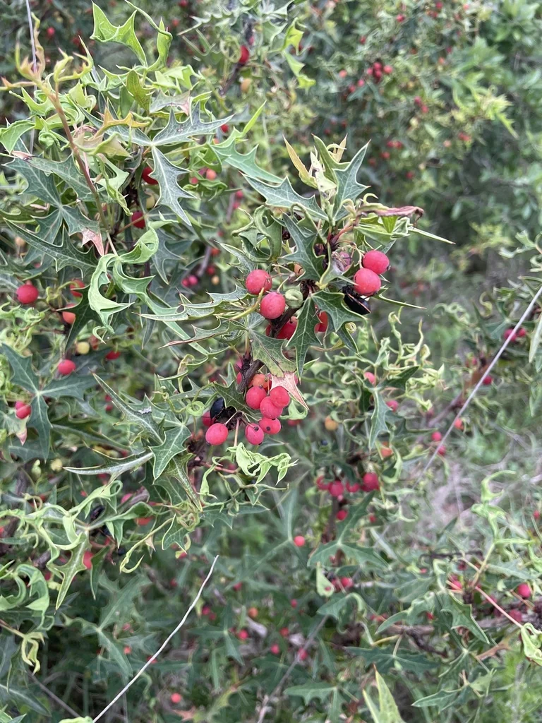 Berberis Trifoliolata