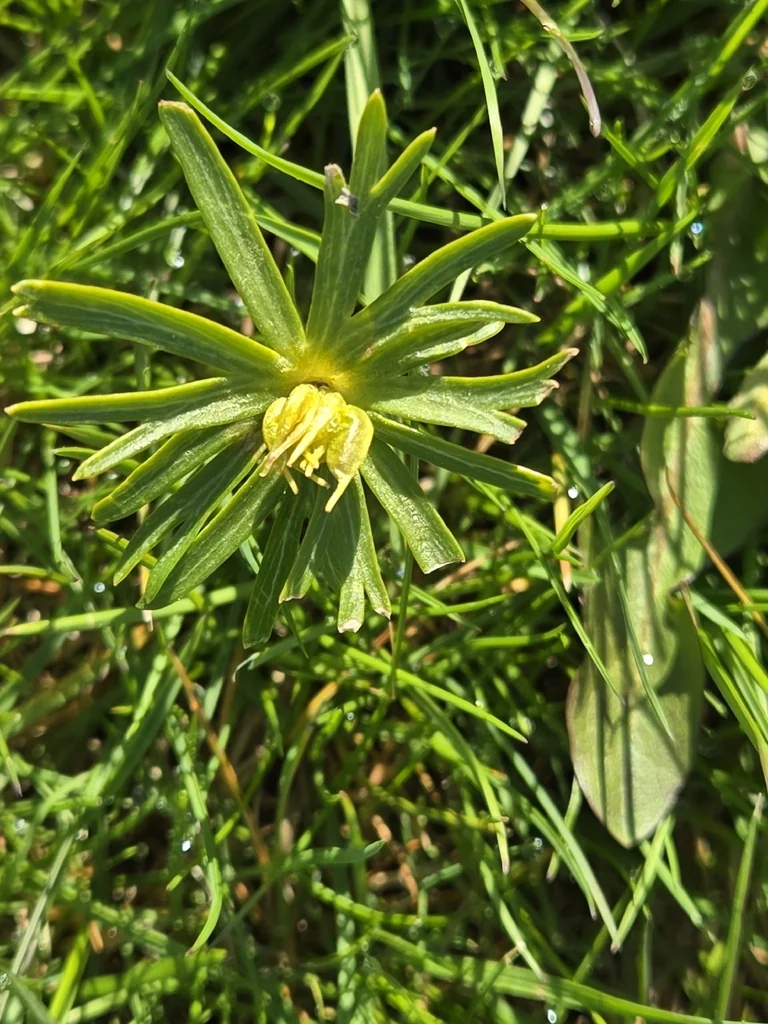 Eranthis Hyemalis
