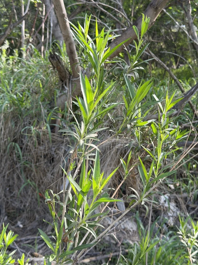 Baccharis Salicifolia