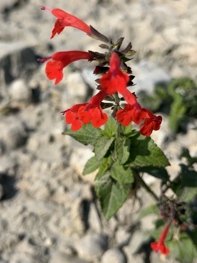Salvia coccinea