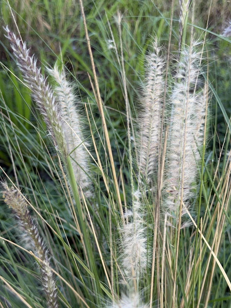 Pennisetum Setaceum