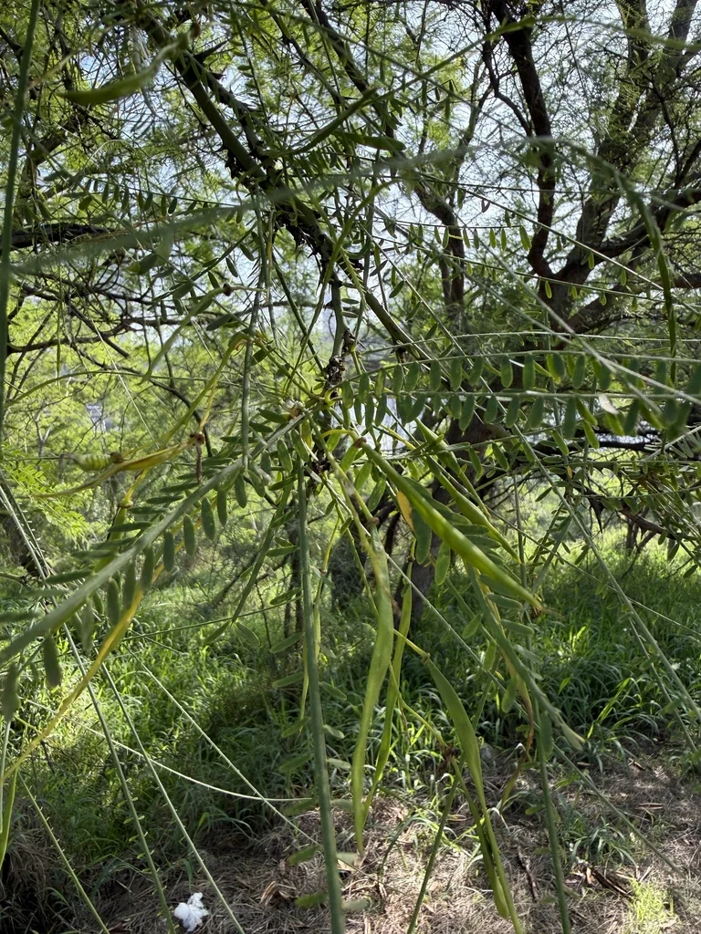 Parkinsonia Aculeata