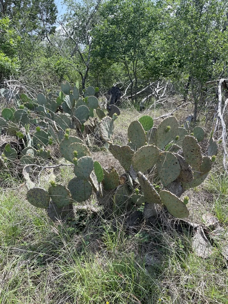 Opuntia Lindheimeri