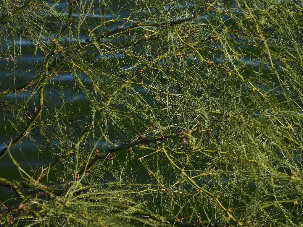 Parkinsonia Aculeata