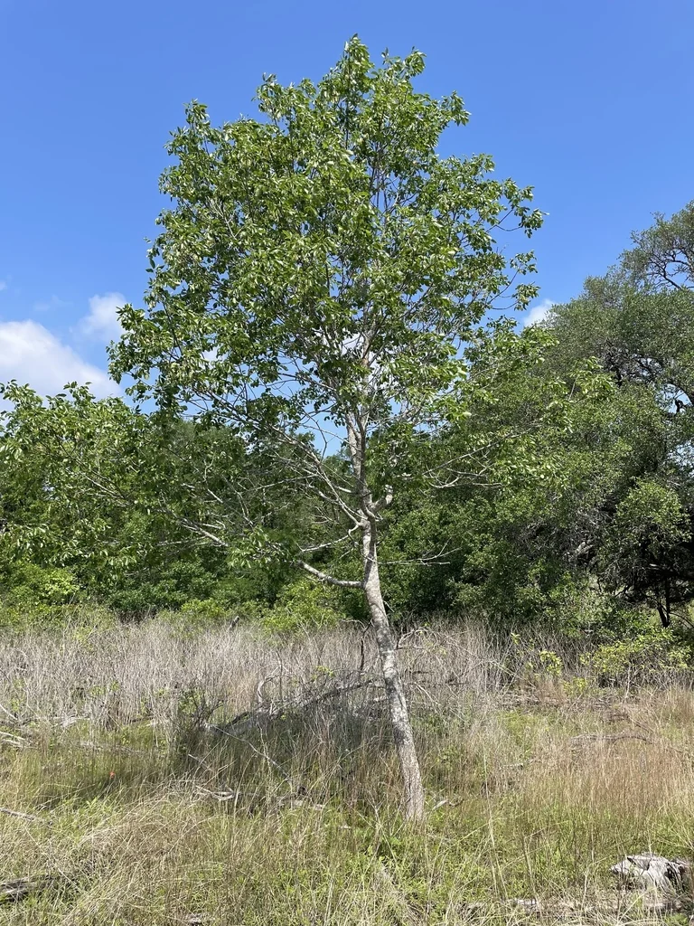 Fraxinus Texensis