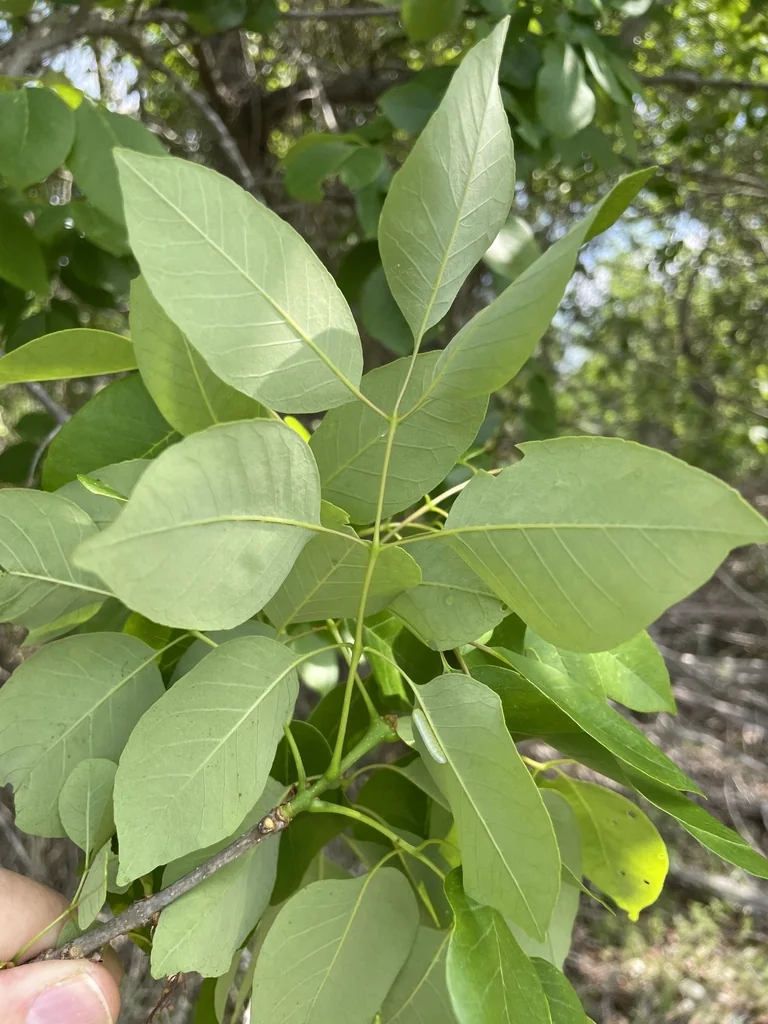 Fraxinus Texensis