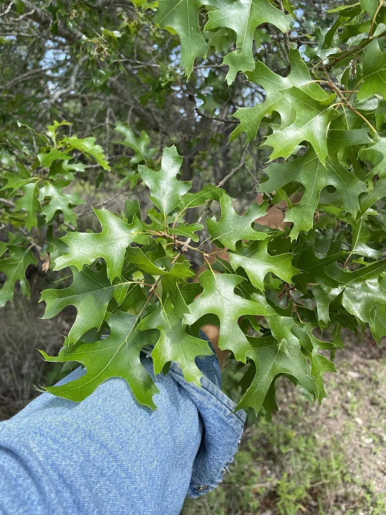 Quercus Buckleyi