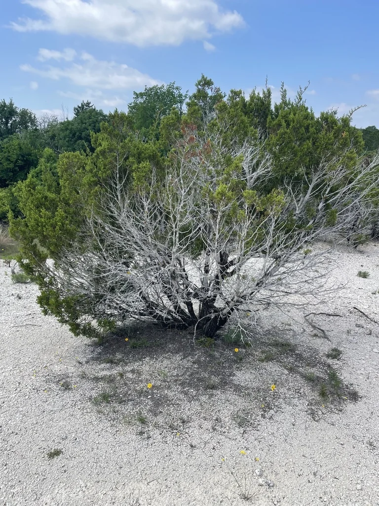 Juniperus Ashei